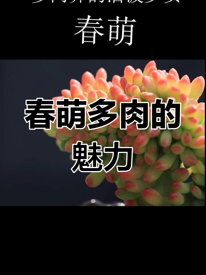 春萌多肉:活泼可爱的绿色精灵