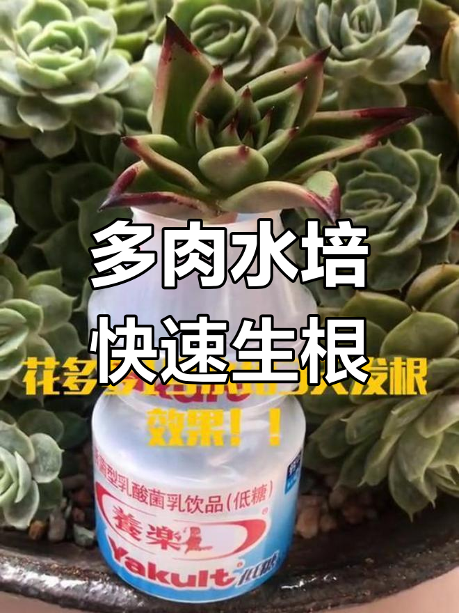 空气中的多肉叶插,3天发根效果惊人