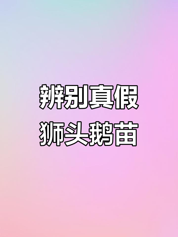 如何分辨狮头鹅苗的真伪？从头部到脚部的特征全解析