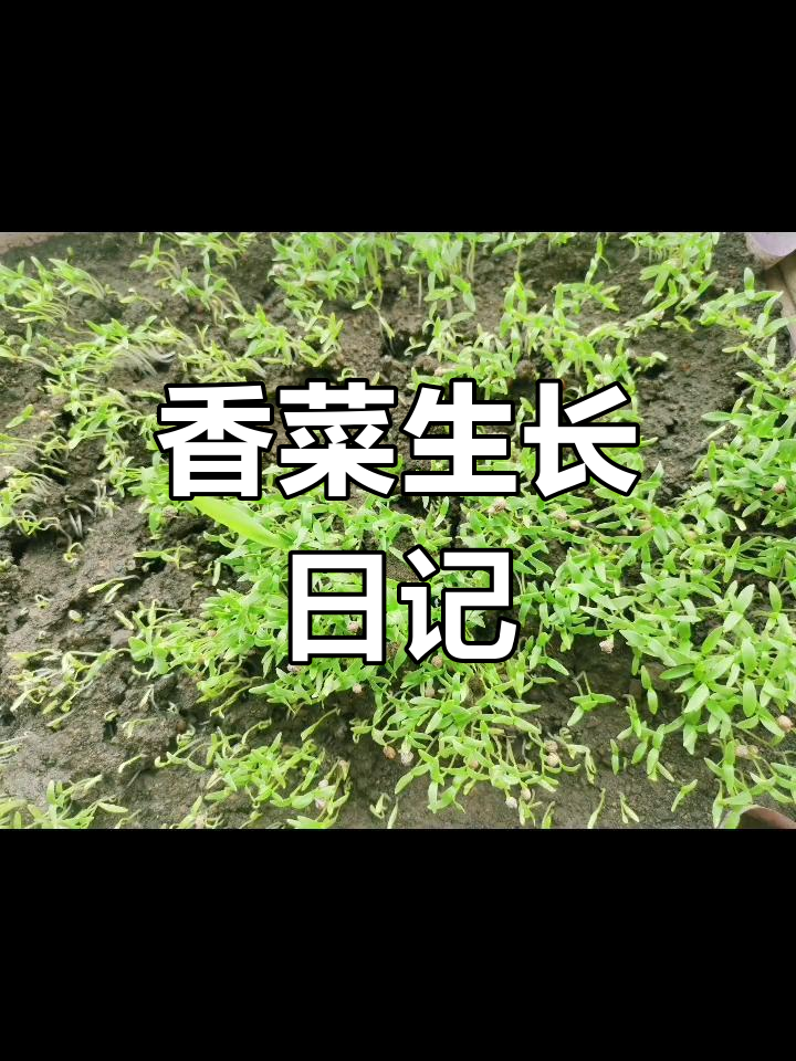 香菜成长全纪录,从种子到收获的每一天