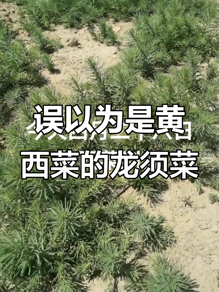 龙须菜真相大揭秘:这不是黄色菜,而是有毒的黄芪菜
