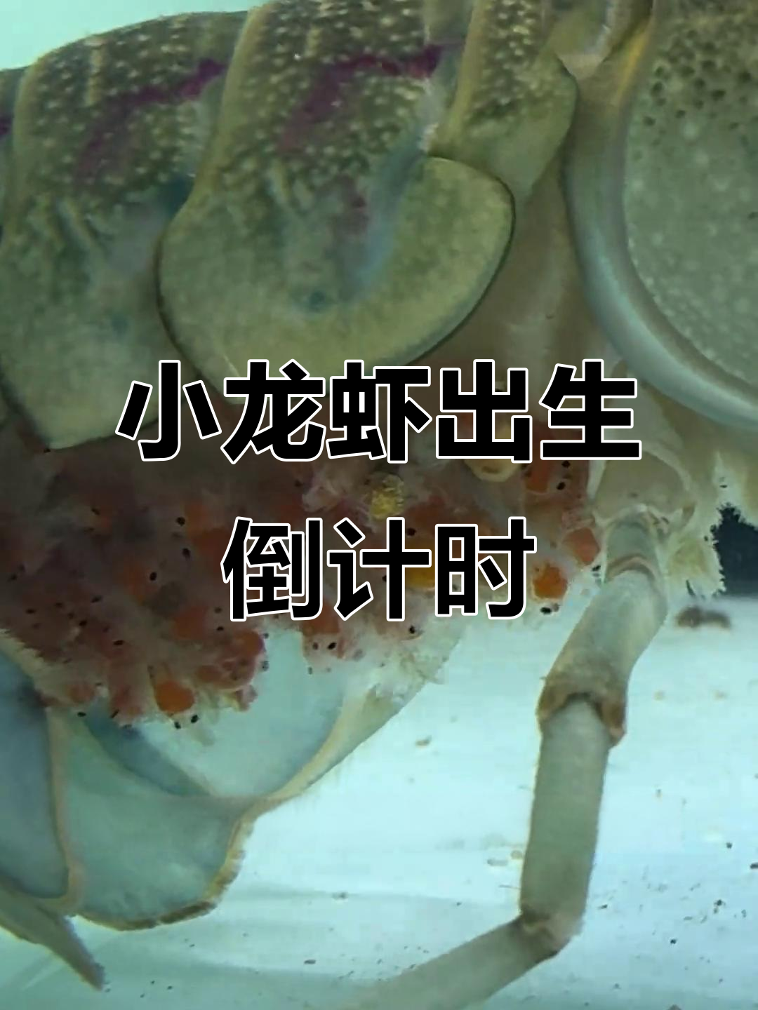 澳洲龙虾虾卵孵化,胡须已长,待产期近在眼前