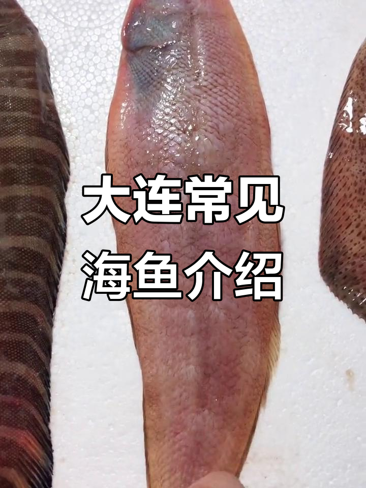 大连海鲜大揭秘：这些鱼你吃过吗？