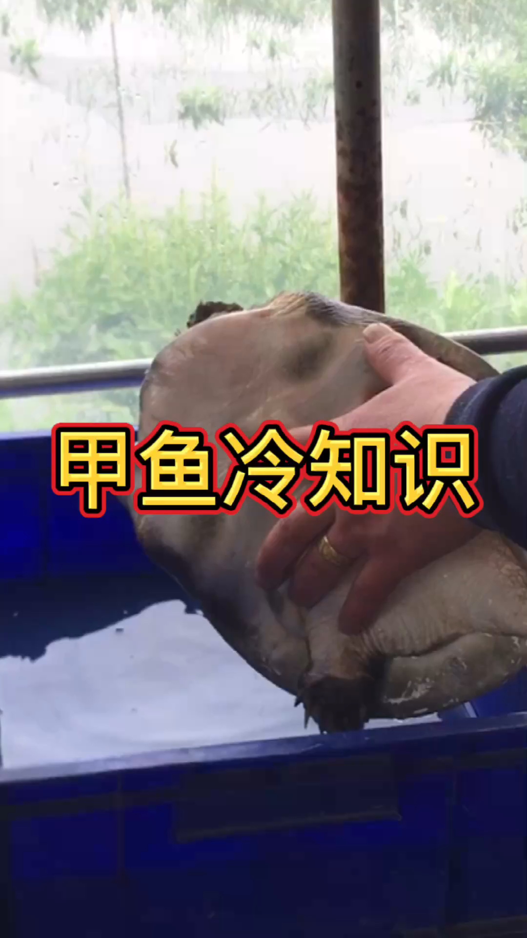 甲鱼冷知识,区分公和母