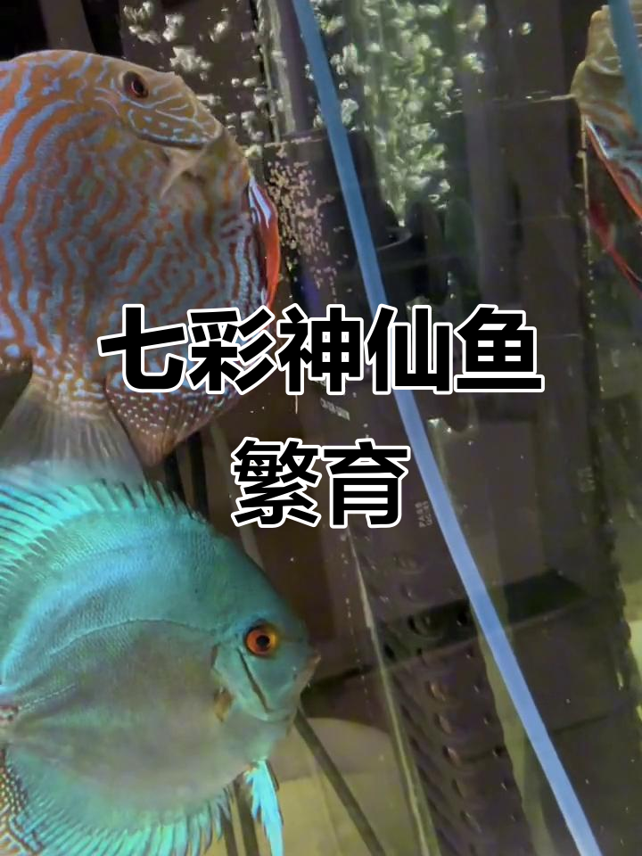 七彩神仙鱼繁殖日记,观察神奇的生命诞生过程