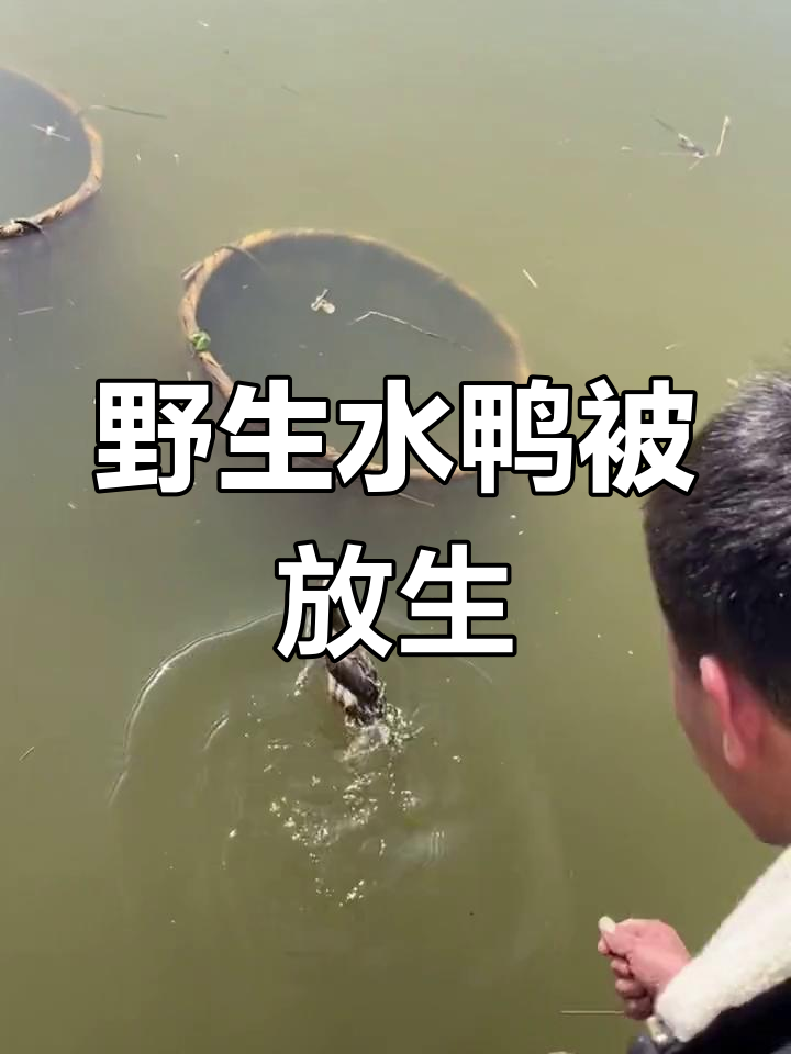 外公捞鱼意外发现野水鸭,放生回归自然