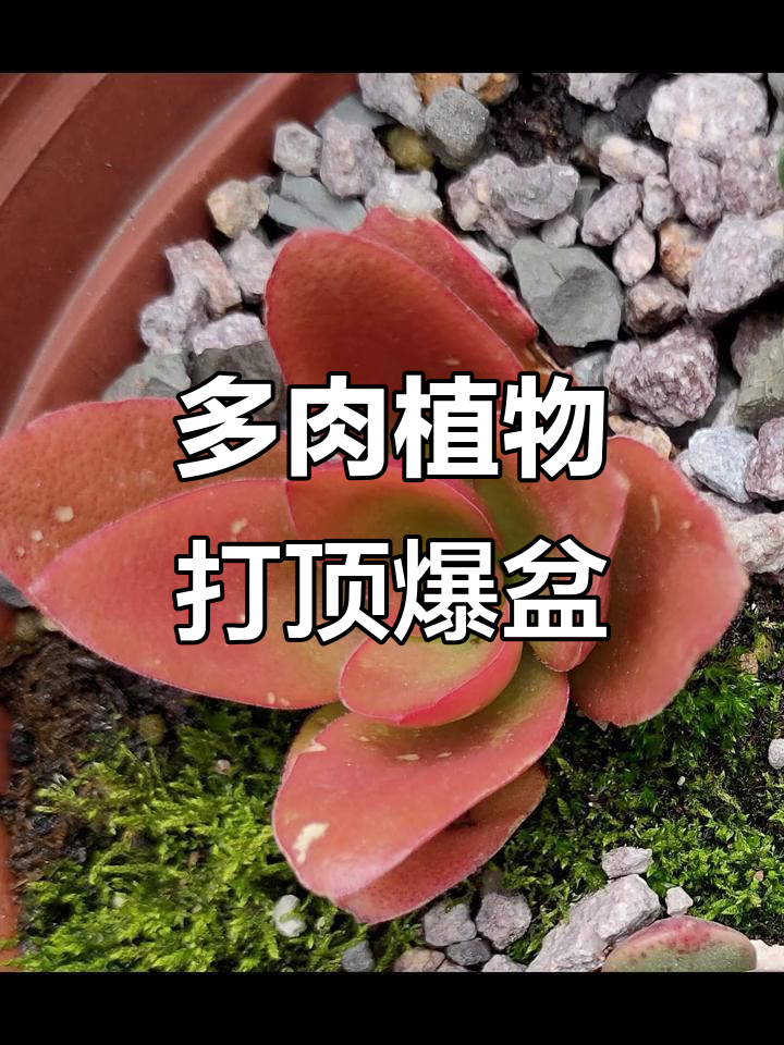 火祭多肉植物打顶技巧，轻松爆盆招财进宝