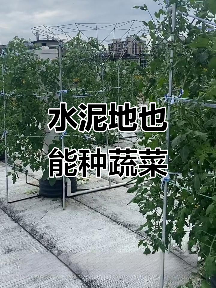 水泥地上种菜,PVC管道助力小番茄生长