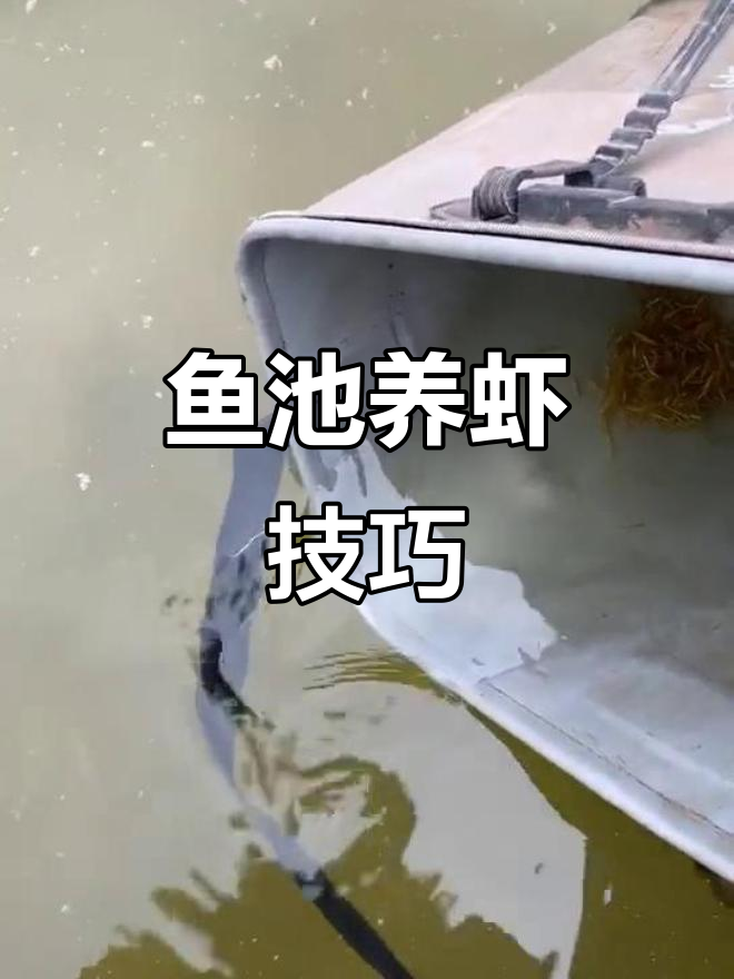鱼池养殖观赏虾技巧,繁殖方法全解析