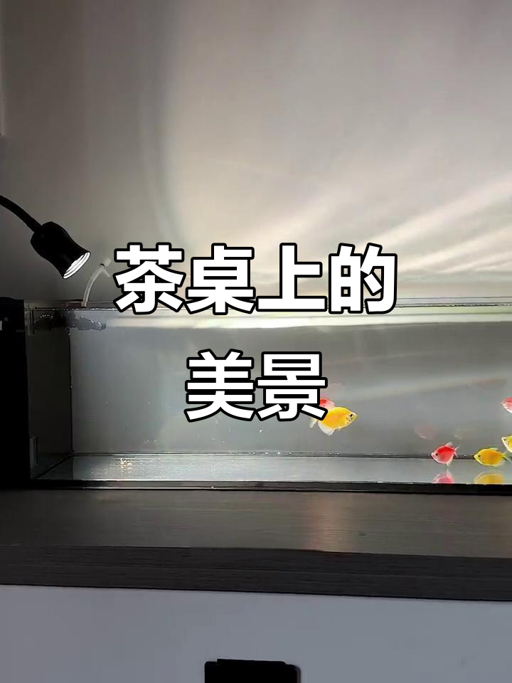 这款长方形鱼缸,放在茶桌旁,喝茶时赏心悦目