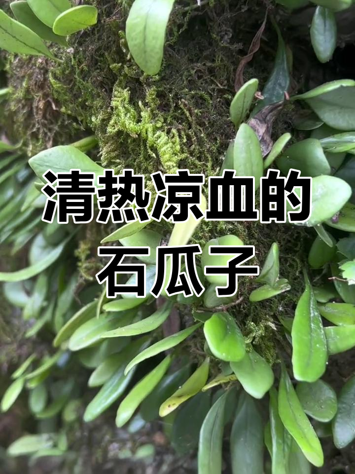 石瓜子:生长在石头上的神奇植物