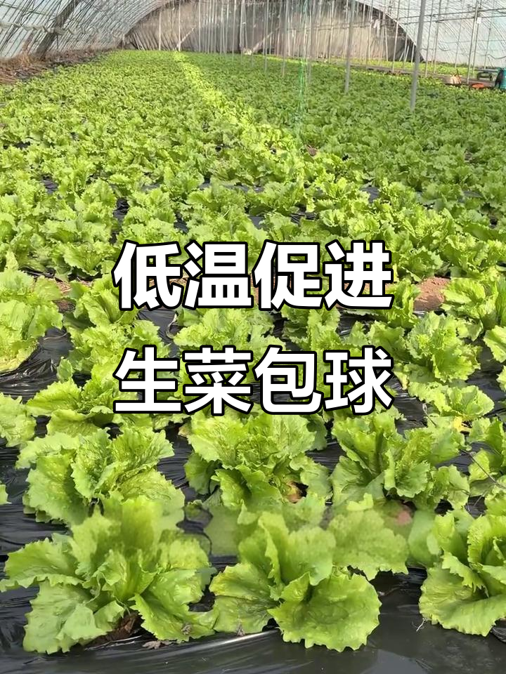 生菜包球的关键:温度控制与微量元素补充