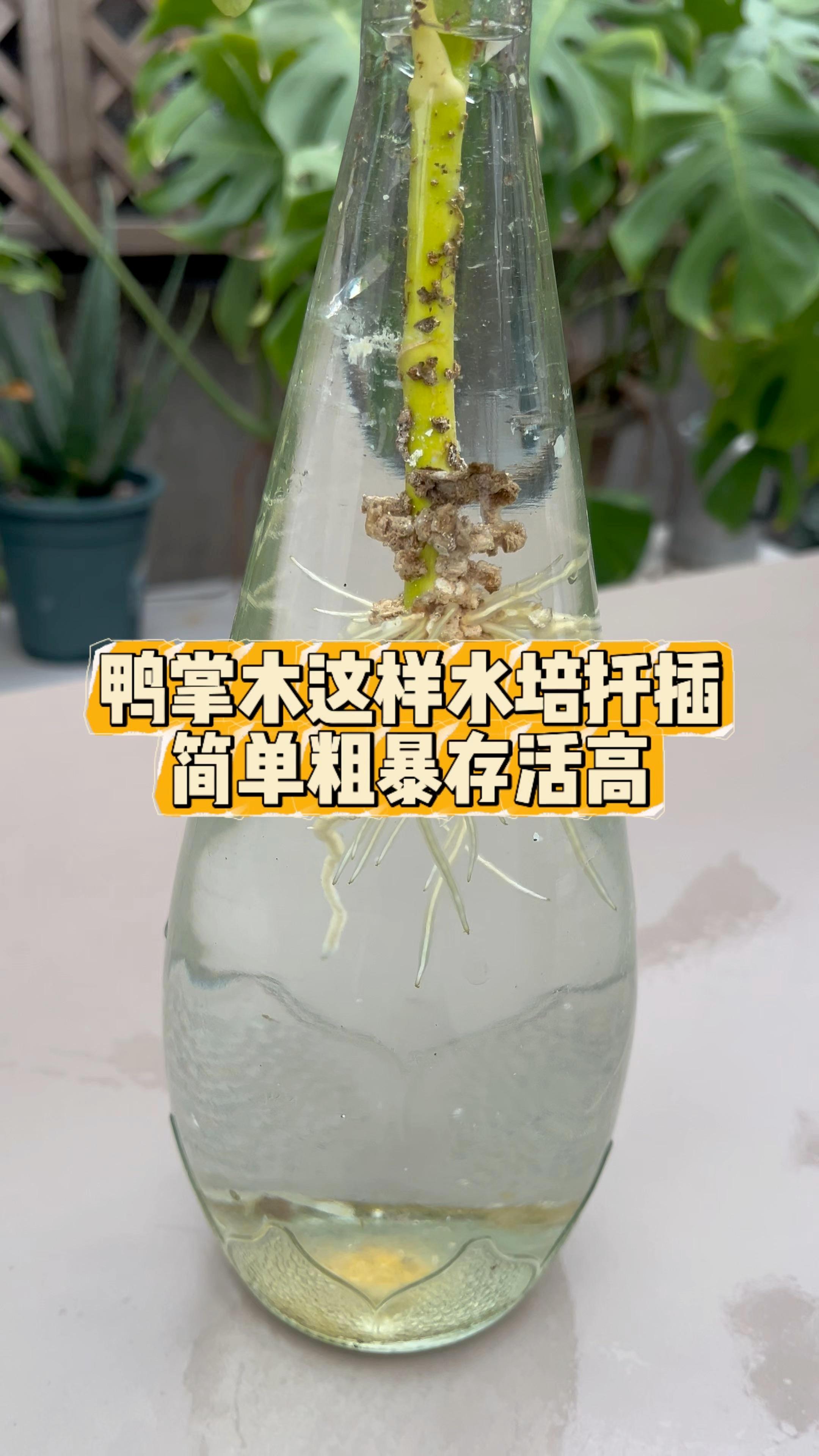鸭掌木水培扦插哪有那么,学会这样做简简单单又得一盆
