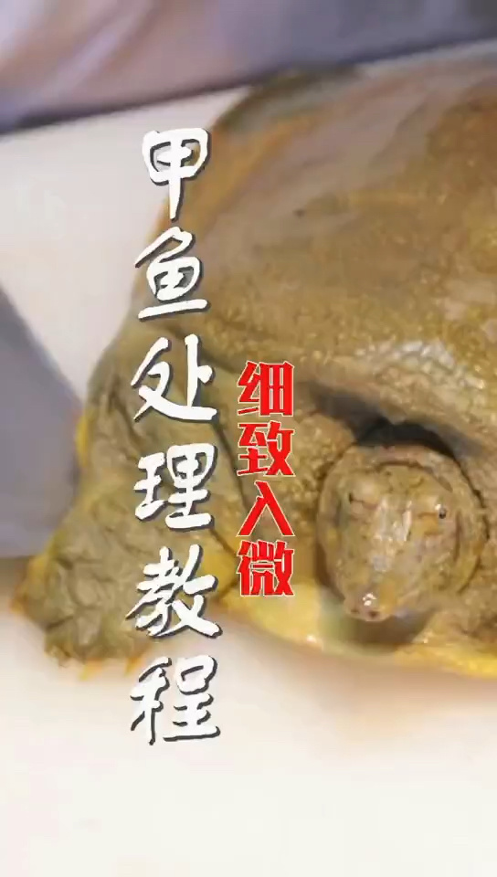 甲鱼处理教程,很多人喜欢吃甲鱼但是不会杀