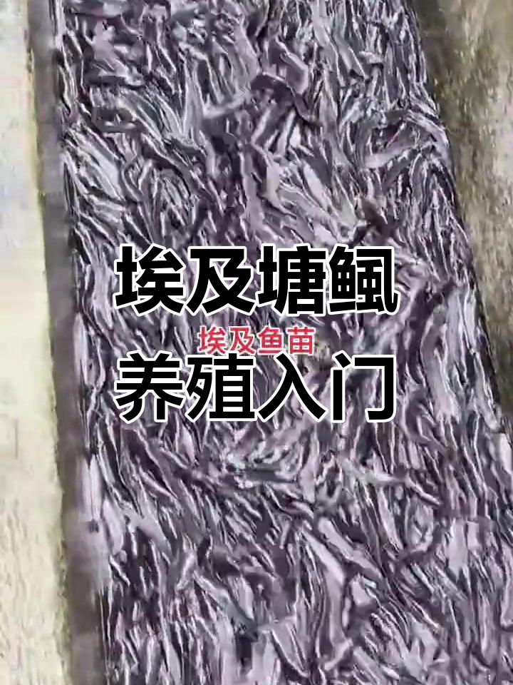 埃及塘鲺养殖技巧,鱼苗培育全攻略