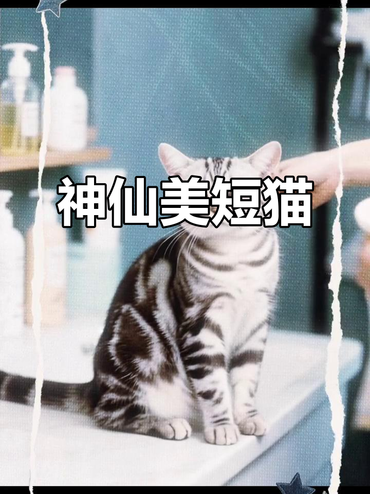 美短鱼骨纹猫咪:颜值与性格并存,超可爱宝藏宠物