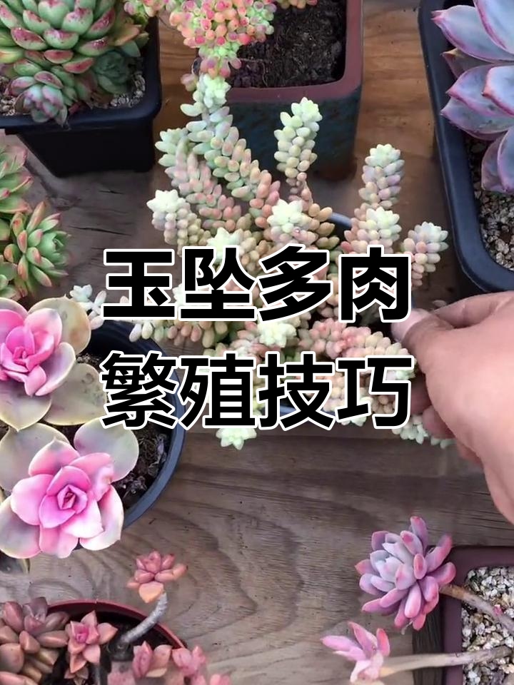 如何用玉坠多肉植物快速繁殖,一盆变百盆