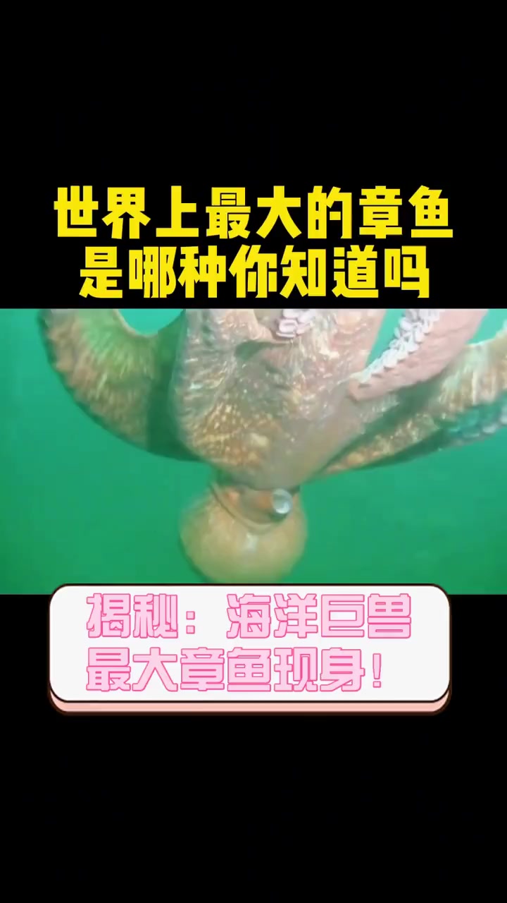 揭秘:海洋巨兽,最大章鱼现身!