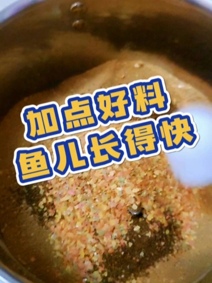 看看鱼宝宝爱吃吗?我自己配的孔雀鱼苗饲料