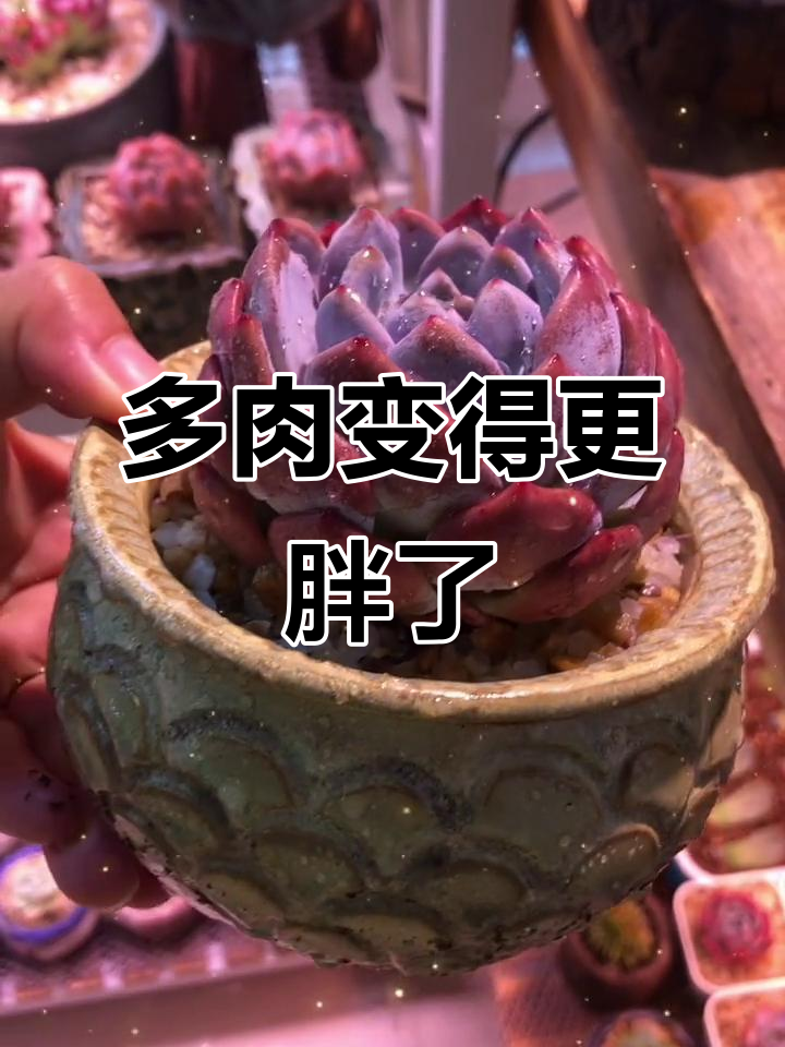 雪天使多肉状态大变,是不是更肥了?