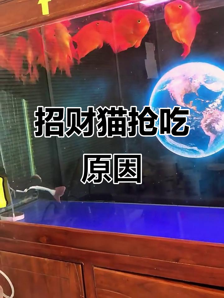 招财猫为何总抢鹦鹉鱼食?难道是这款饲料太香了