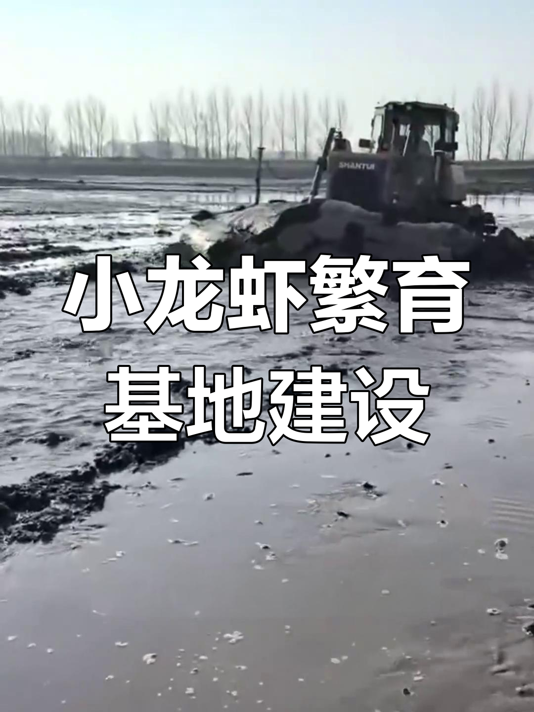 佳木斯小龙虾养殖基地新进展,闲置池塘变宝地