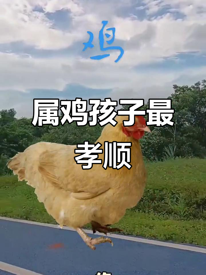 属鸡孩子的孝顺与成长,从小就懂事分担家务