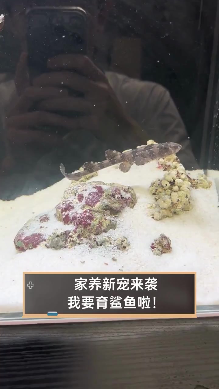 家养新宠来袭,我要育鲨鱼啦!