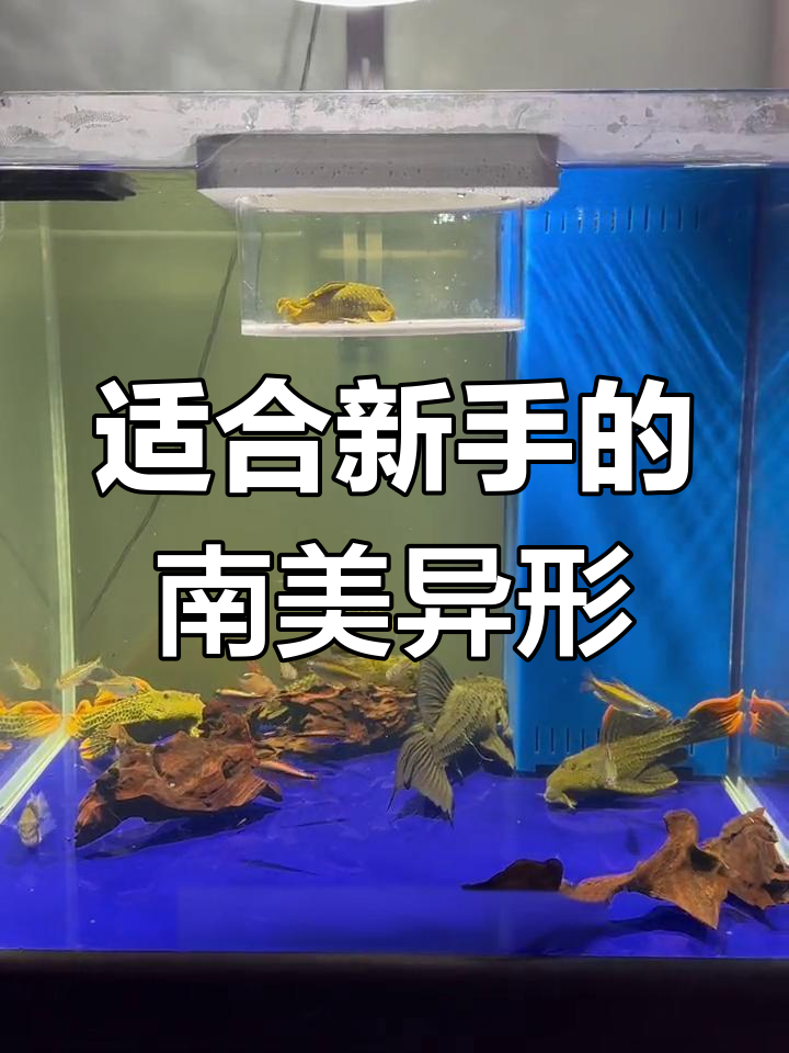 新手必看!南美异形鱼推荐,高性价比好饲养