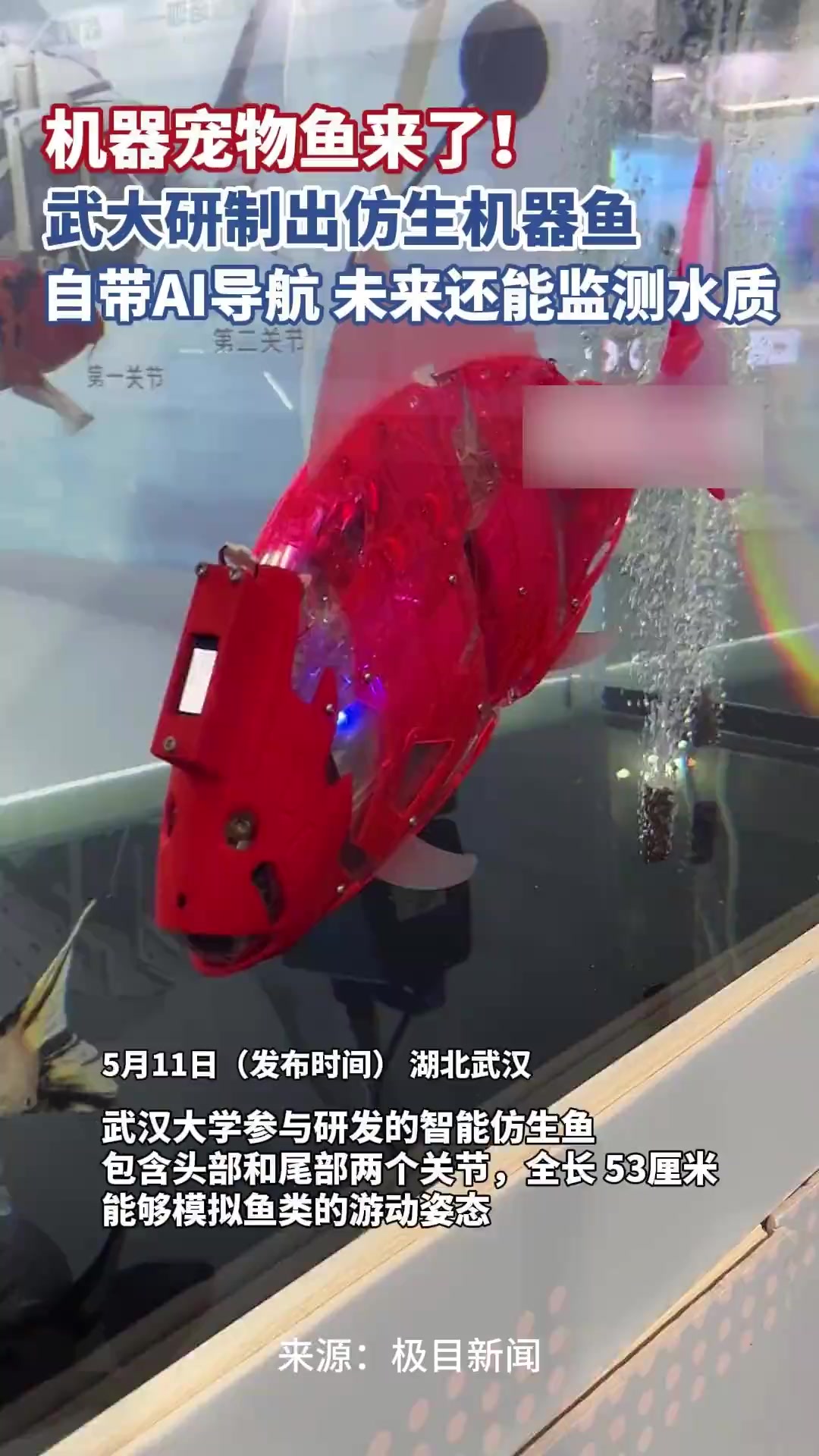 养不死的鱼来了!武大研制出仿生机器鱼,自带AI导航