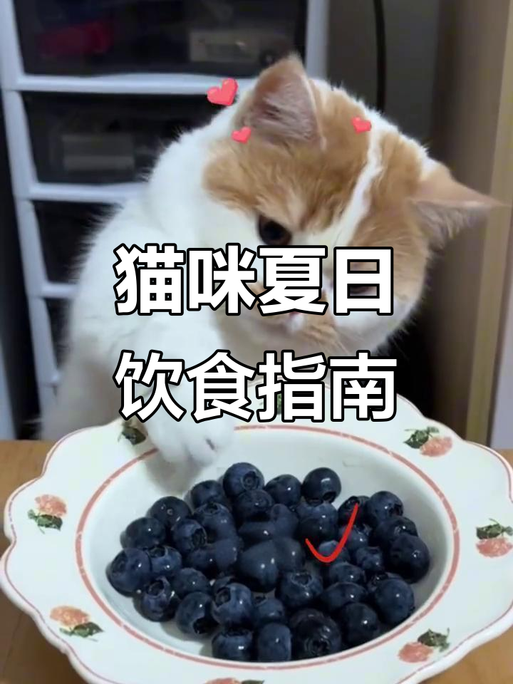 猫咪夏季清凉食谱,水果选择有讲究