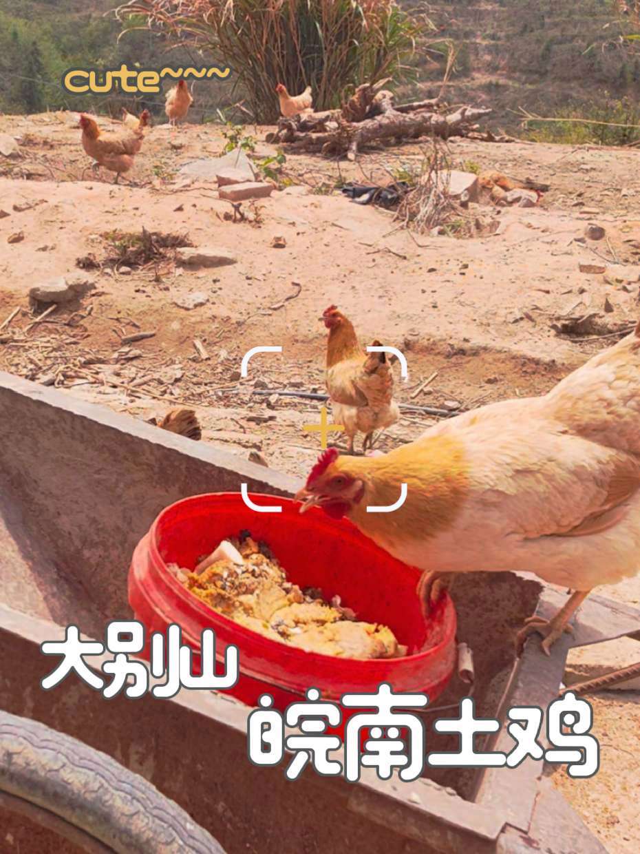 生态散养土鸡 大别山皖南土鸡……养殖人加油 抖音养鸡人 正宗土鸡