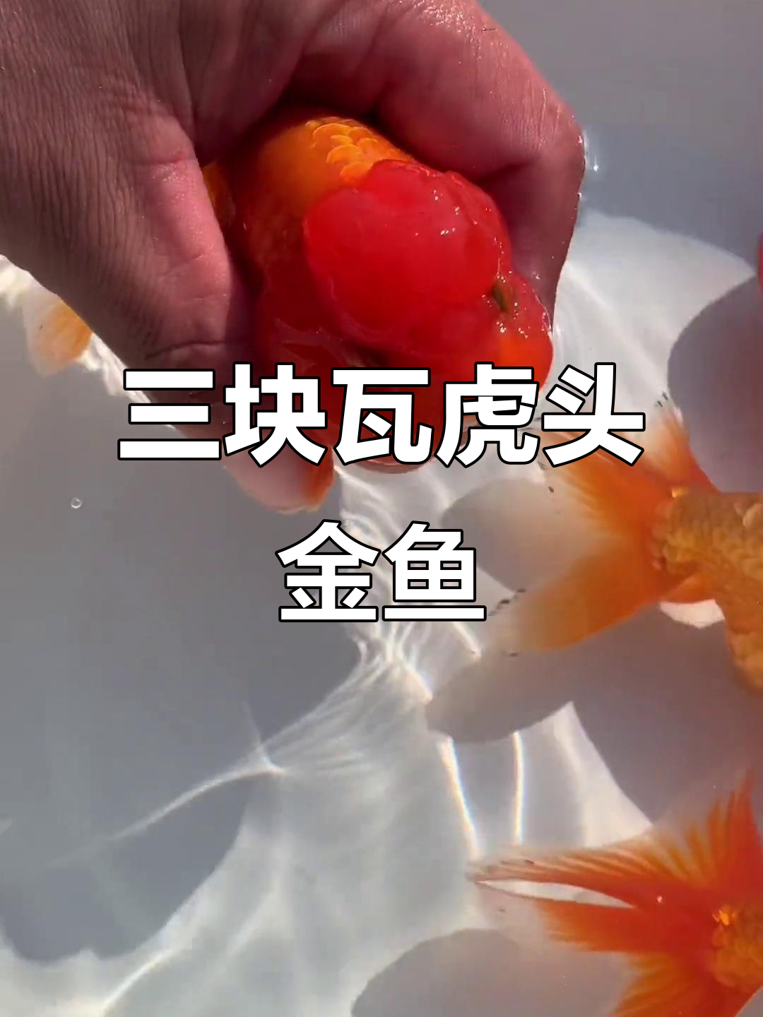 传统三块瓦虎头金鱼，独特顶瘤与腮瘤造型