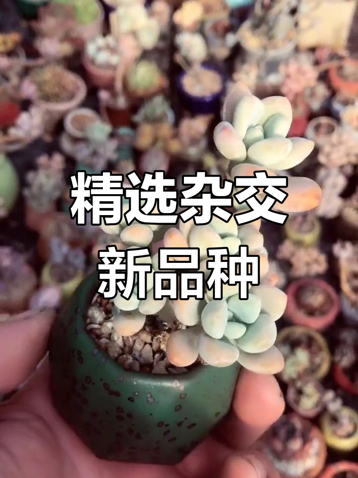 洛神桃蛋与劳尔杂交,精心挑选强光控型品种