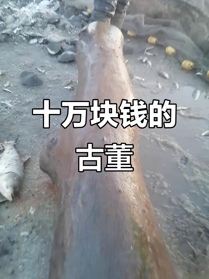 古董鱼行惊现十万宝贝，木头打出的玩意儿让人惊艳