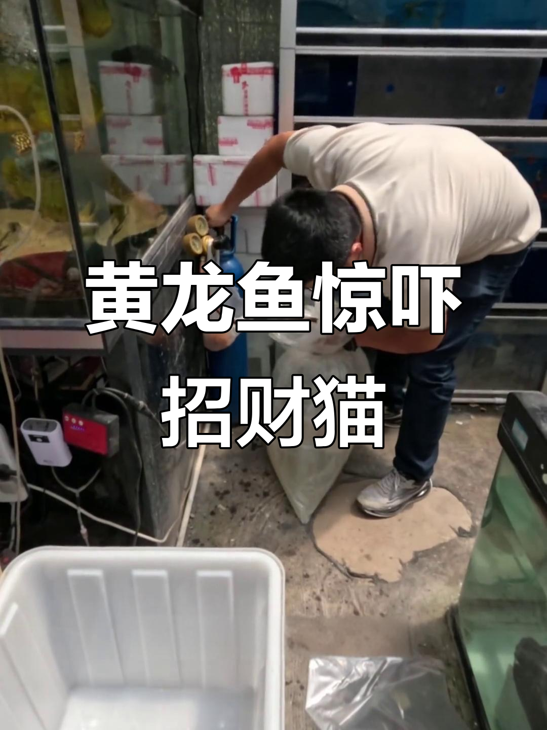 招财猫咬断电线,黄龙鱼和青鱼作伴吓它一跳