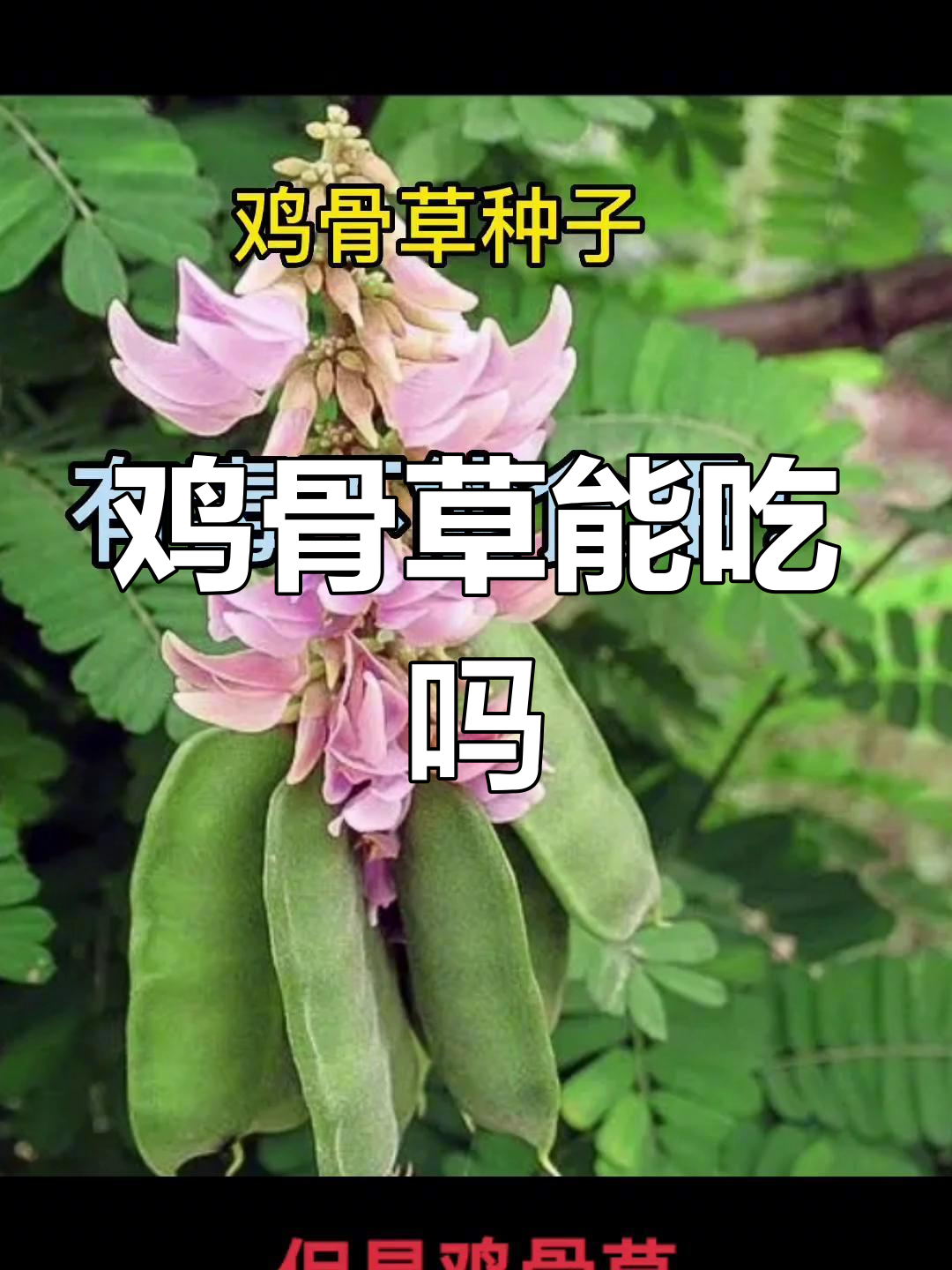 鸡骨草的食用禁忌与注意事项