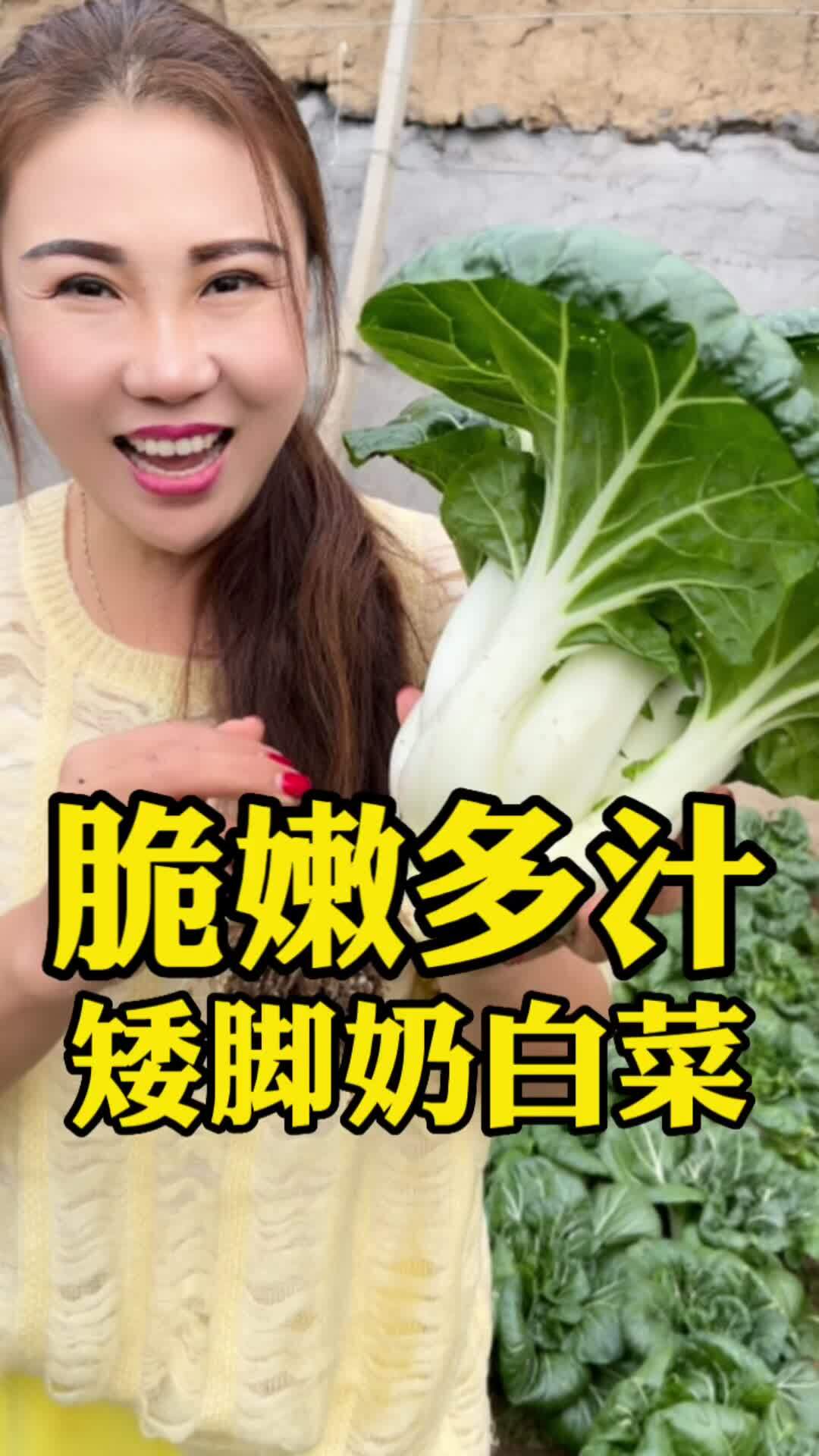 脆嫩又多汁鲜嫩又美味在家种菜可不能少了矮脚奶白菜