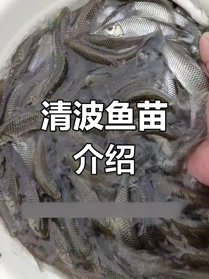 中华倒刺:长江特产大型草食鱼