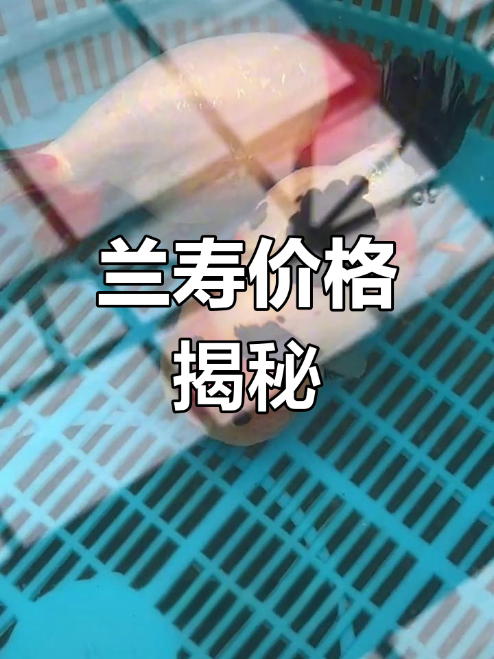 兰寿金鱼为何如此昂贵?