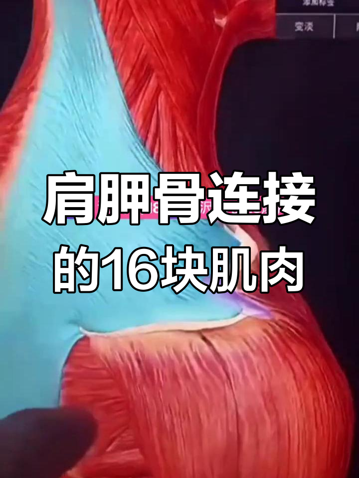 肩胛骨与周围肌肉的深度连接,运动康复必知细节
