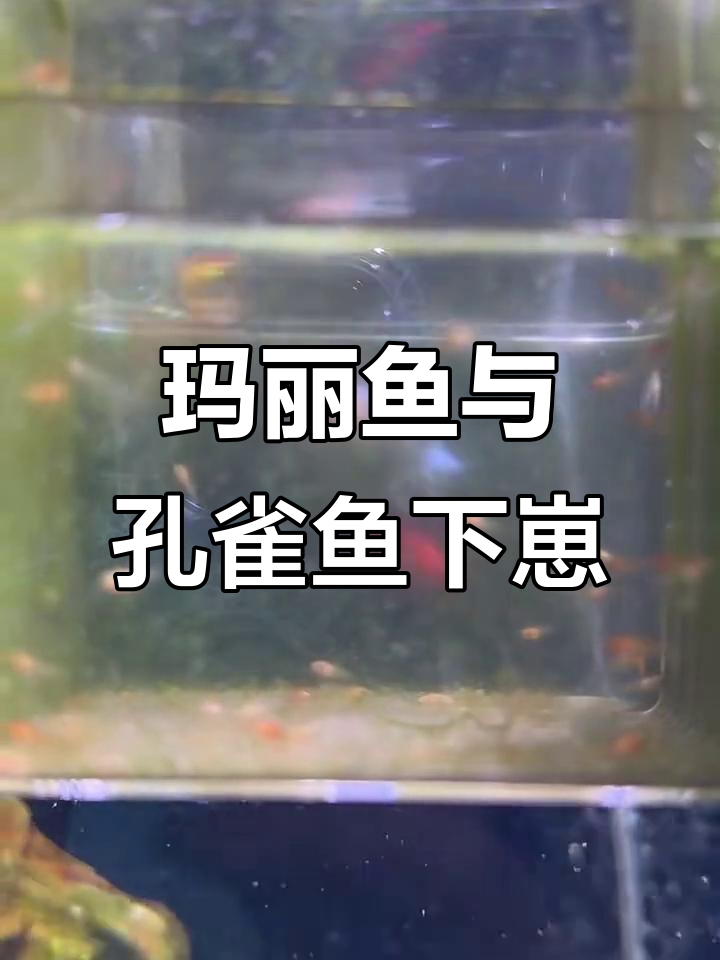 玛丽鱼和孔雀鱼接连生崽,超能生的节奏让人有点烦