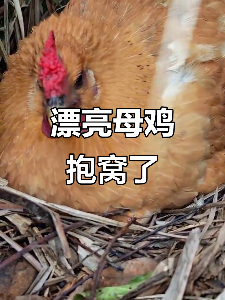 山谷中的女神之泪母鸡,美丽又贤惠