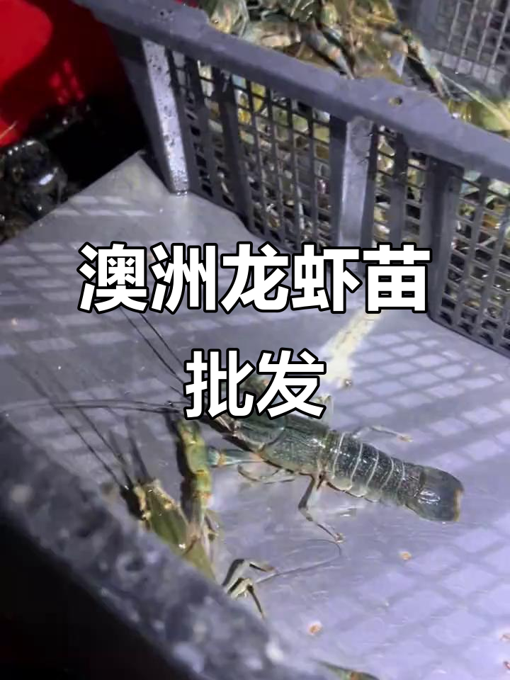 澳洲淡水龙虾苗批发，生活短剧分享平凡日常