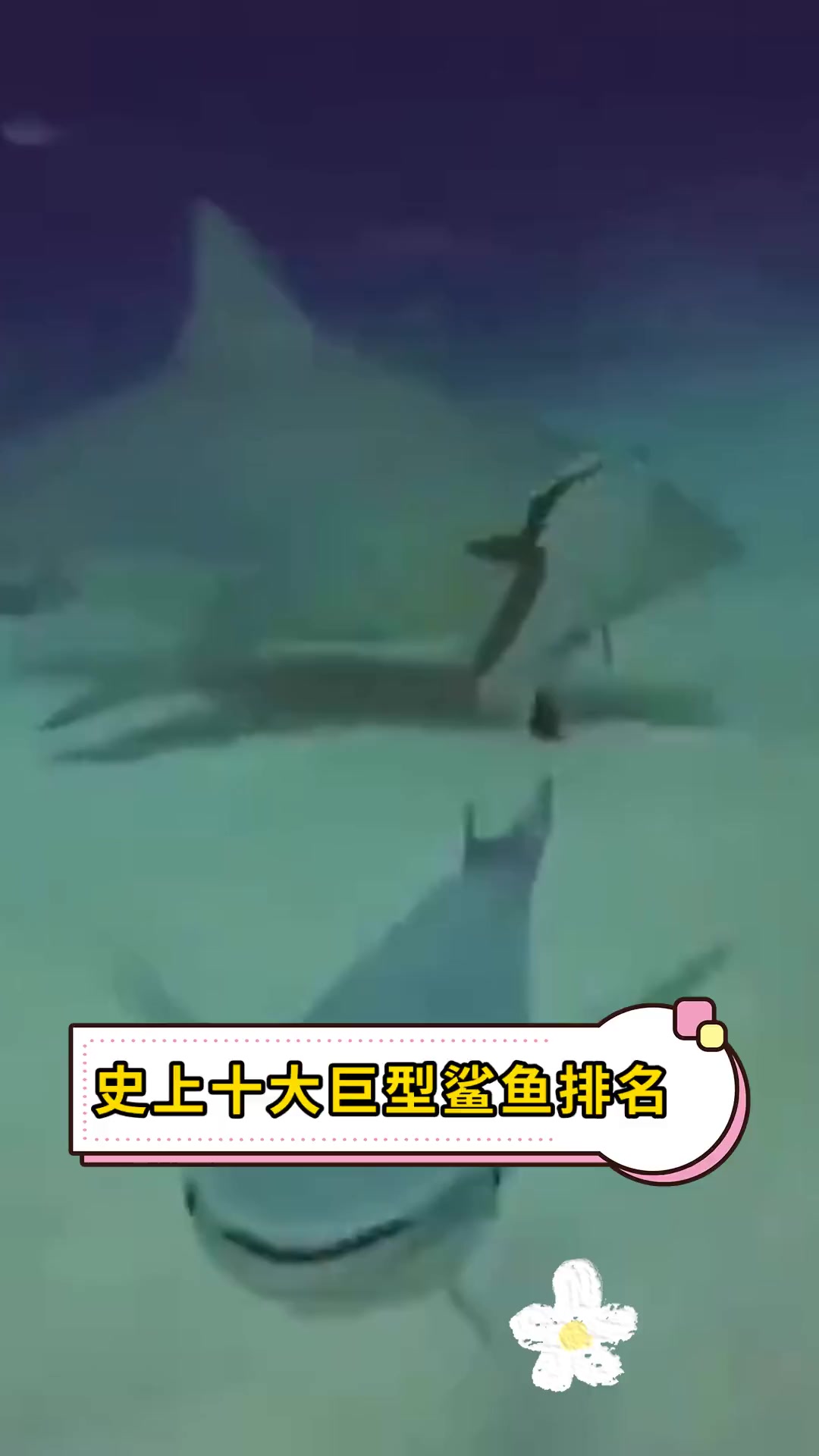 史上十大巨型鲨鱼排名