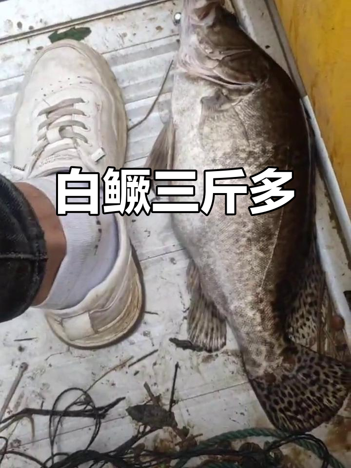 三斤白鳜鱼,要是黑鳜就更好了