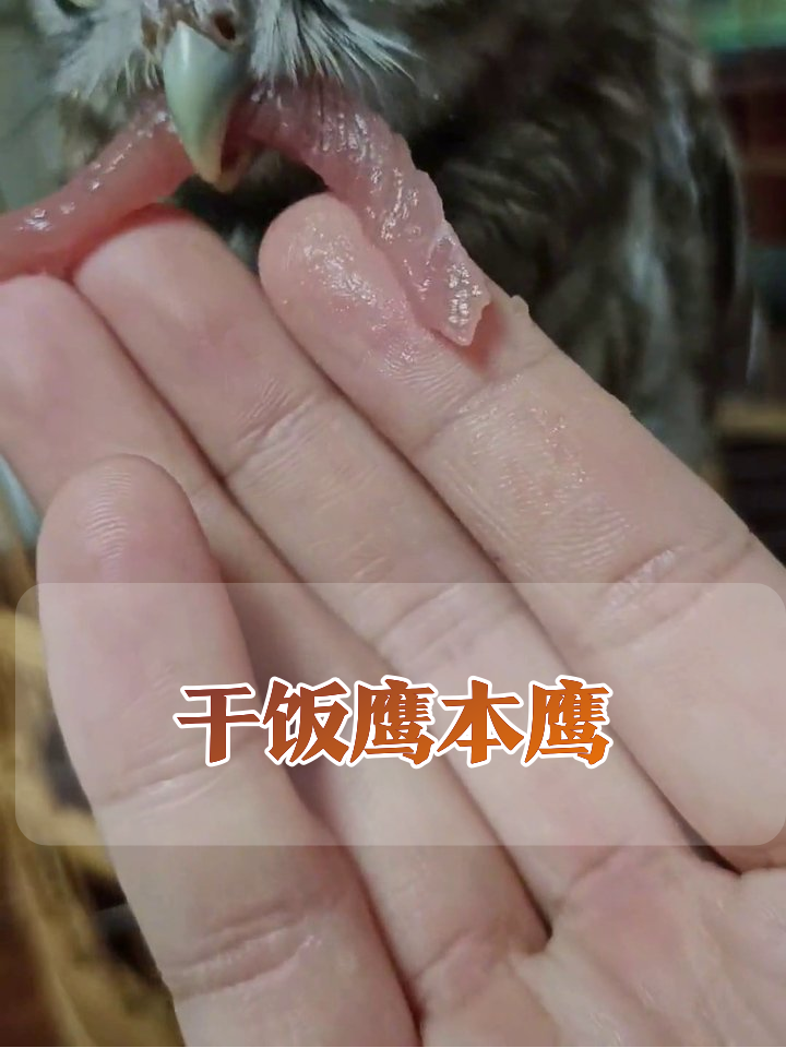 猫头鹰干饭名场面:看到肉就抢,吃完还卖萌!