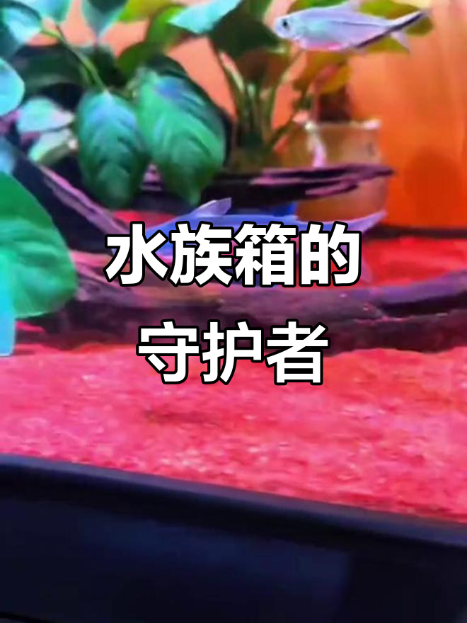 蓝鲨外形独特,温和易养,杂食清洁,水族箱中的得力助手