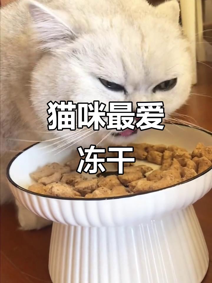 小猫咪的最爱,生骨肉冻干让它们吃得开心!