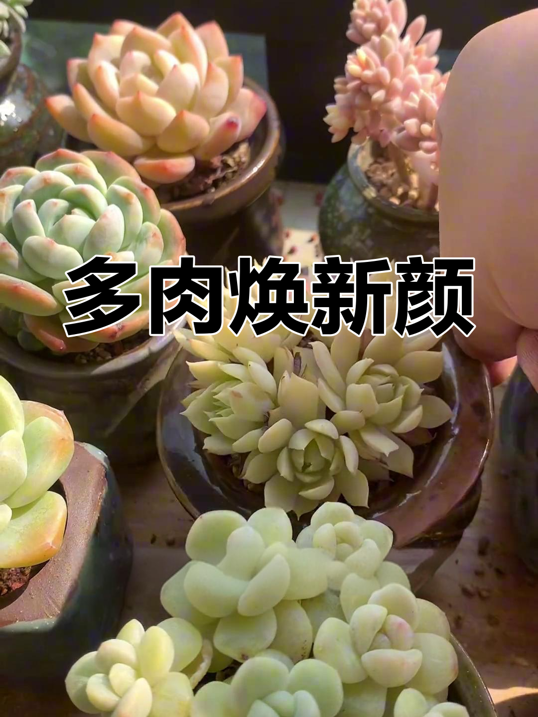 整理后的多肉阳台,春光让色彩更加鲜艳动人